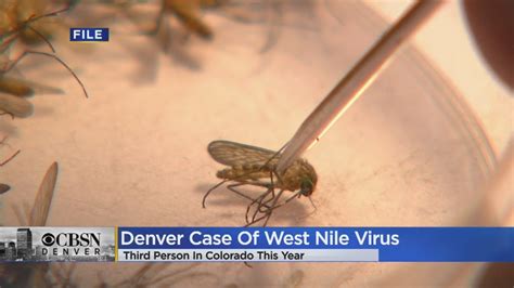11 have died from West Nile virus in Colorado